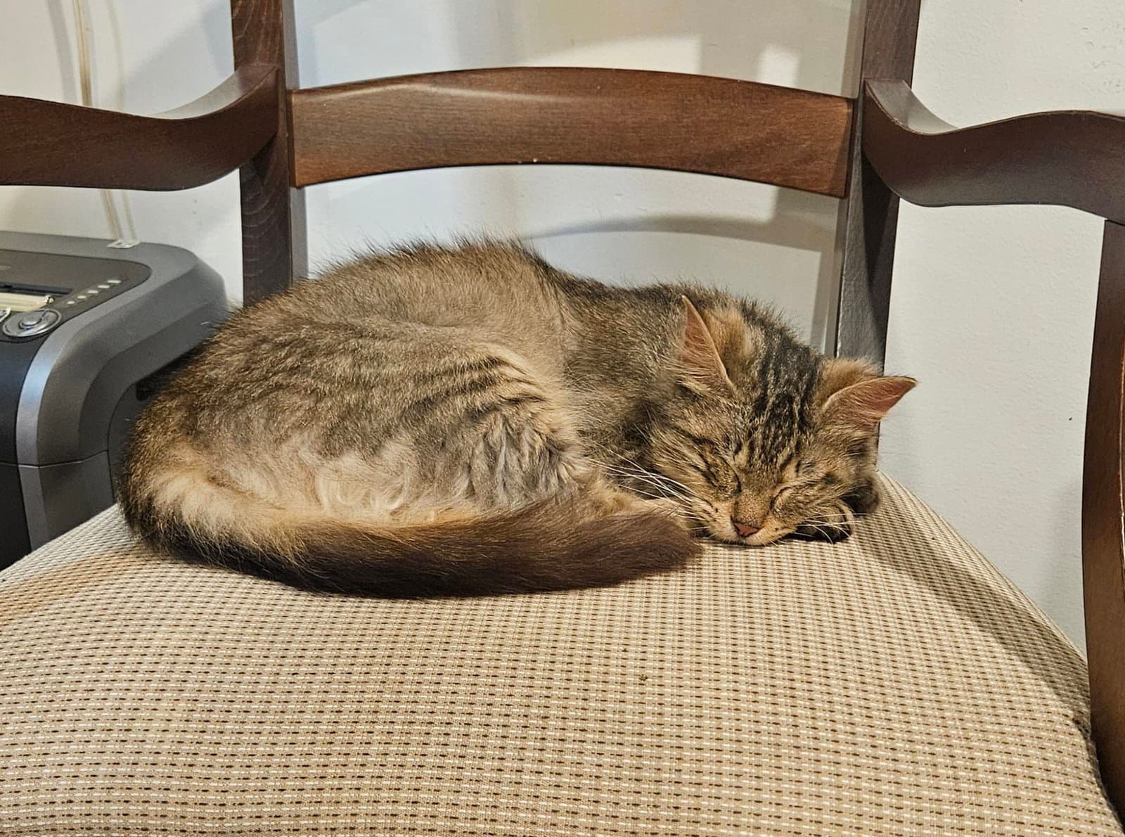 Molly - Domestic Medium Hair