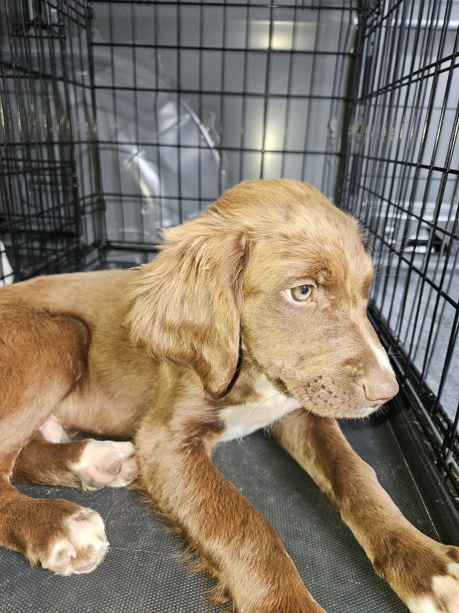 Brownie - Labrador Retriever