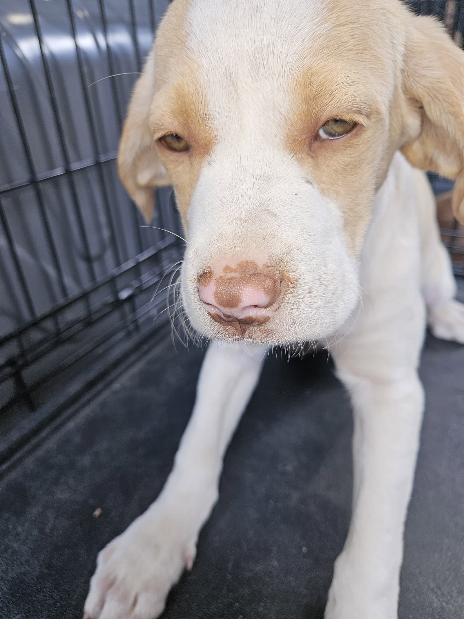 Lemon - Labrador Retriever
