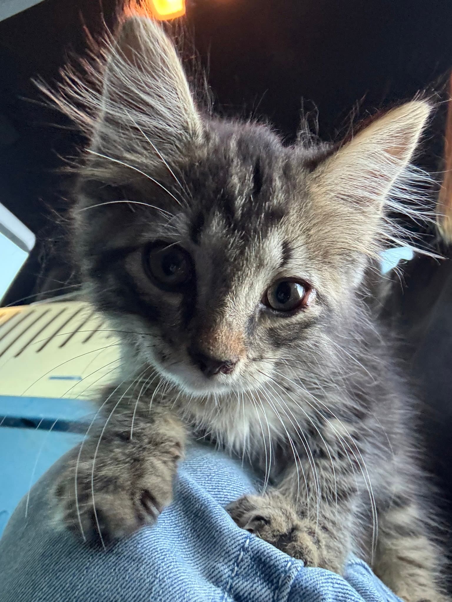 Chancey - Domestic Medium Hair