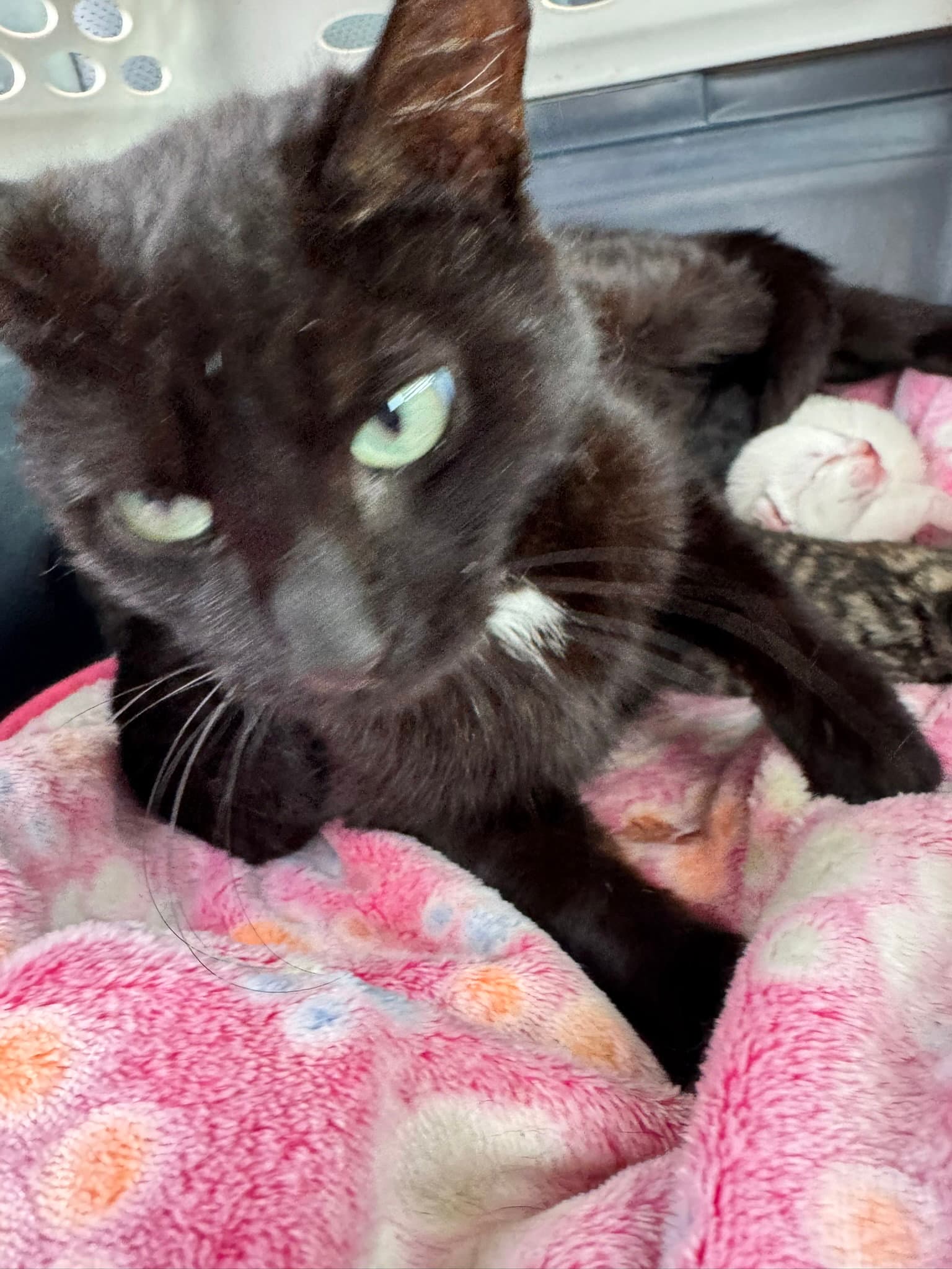 Ember - Domestic Medium Hair
