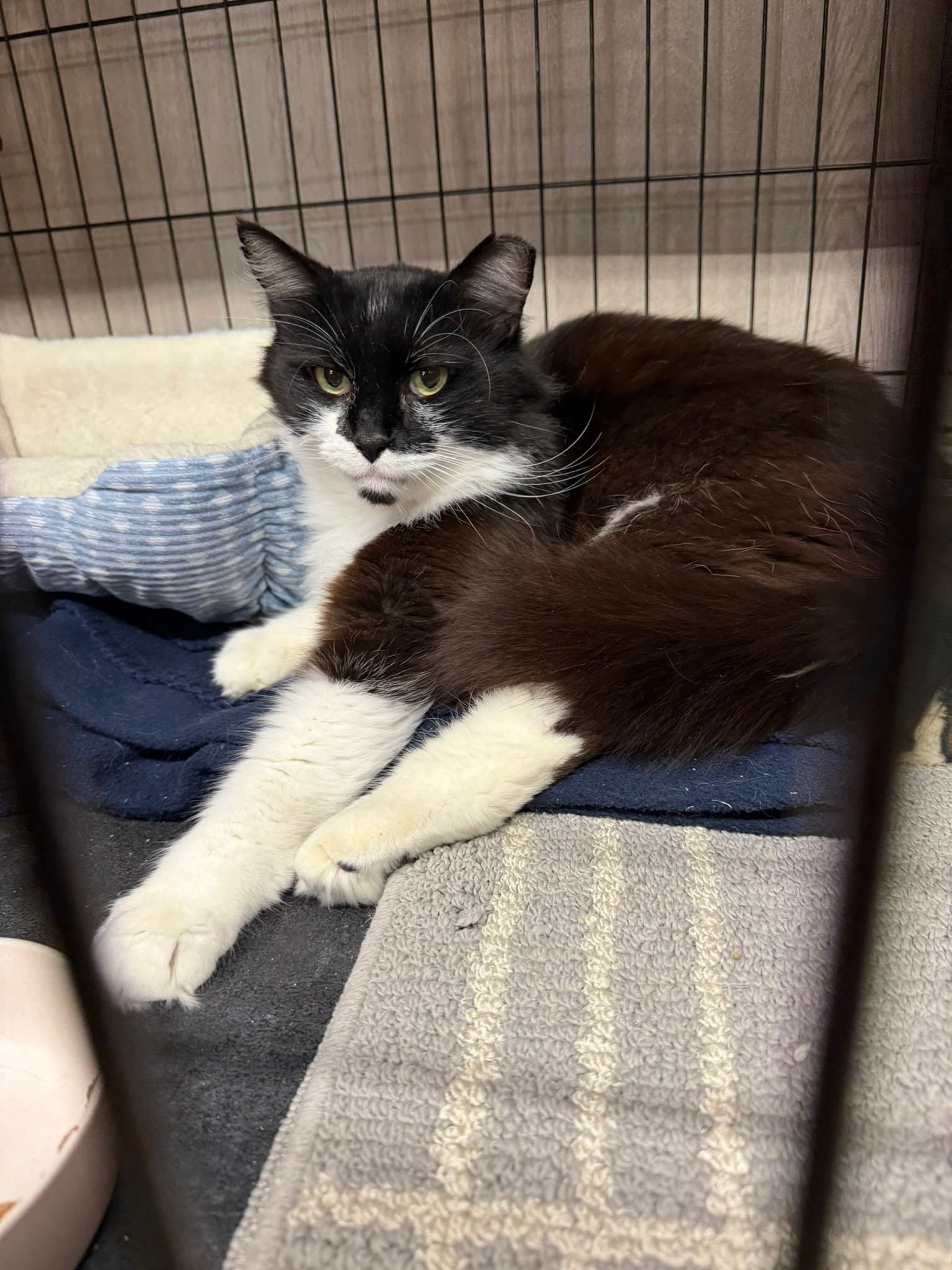 Tank - Domestic Long Hair