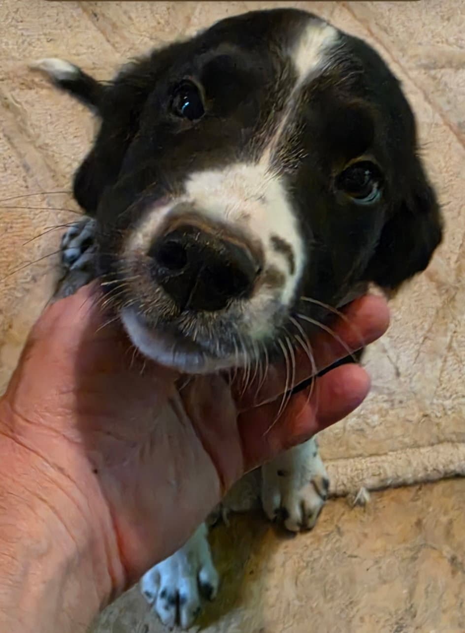 Spot - Labrador Retriever