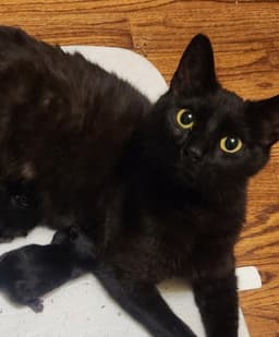 Mia image 2