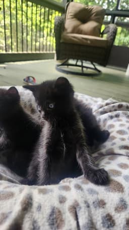Coal image 2