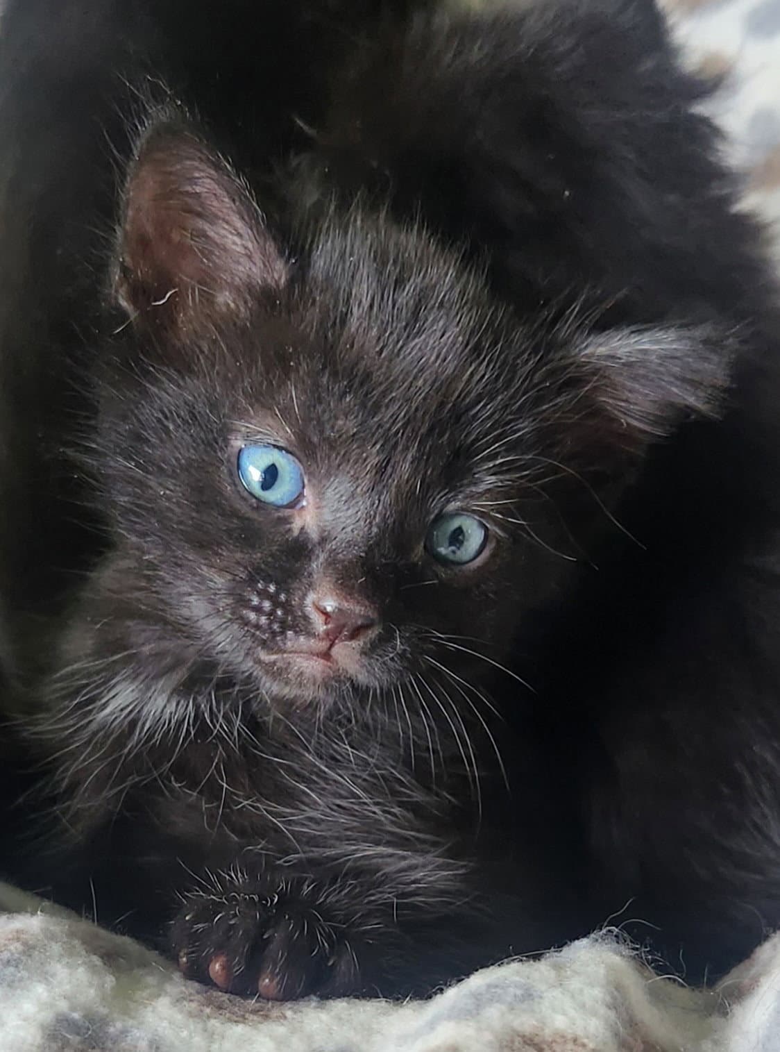 Asher - Domestic Medium Hair