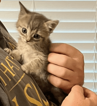 Graymalkin - Domestic Medium Hair