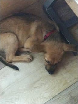 Romeo image 3