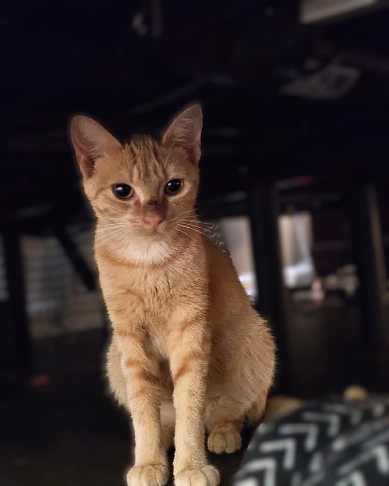 Pumpkin - Domestic Medium Hair