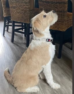 Benji image 3