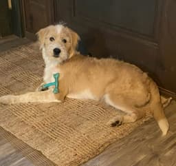Benji image 4