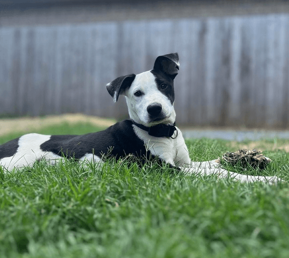 Asher - Pit Bull Terrier