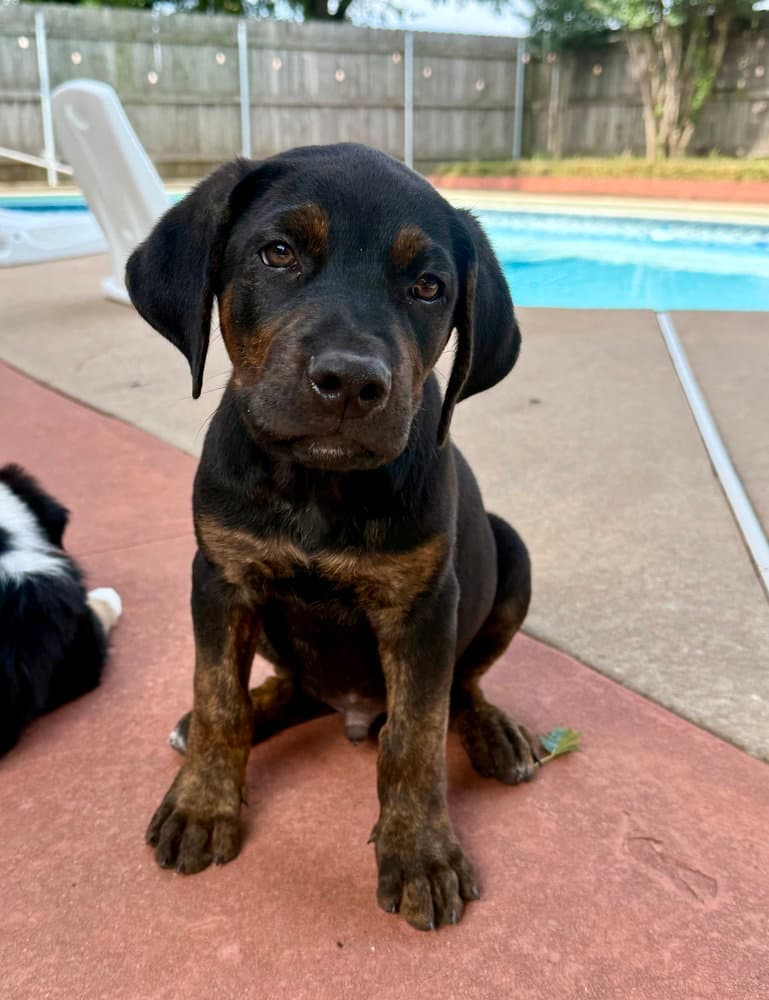 Clover - Labrador Retriever