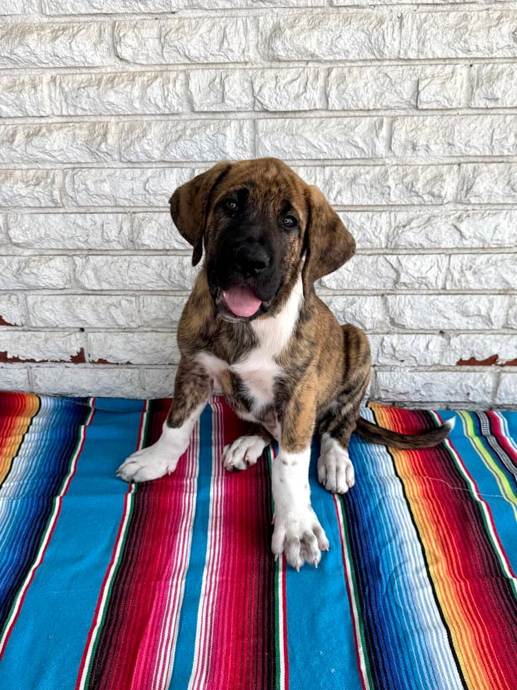 Nacho - Great Dane