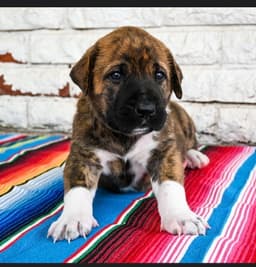 Nacho image 4