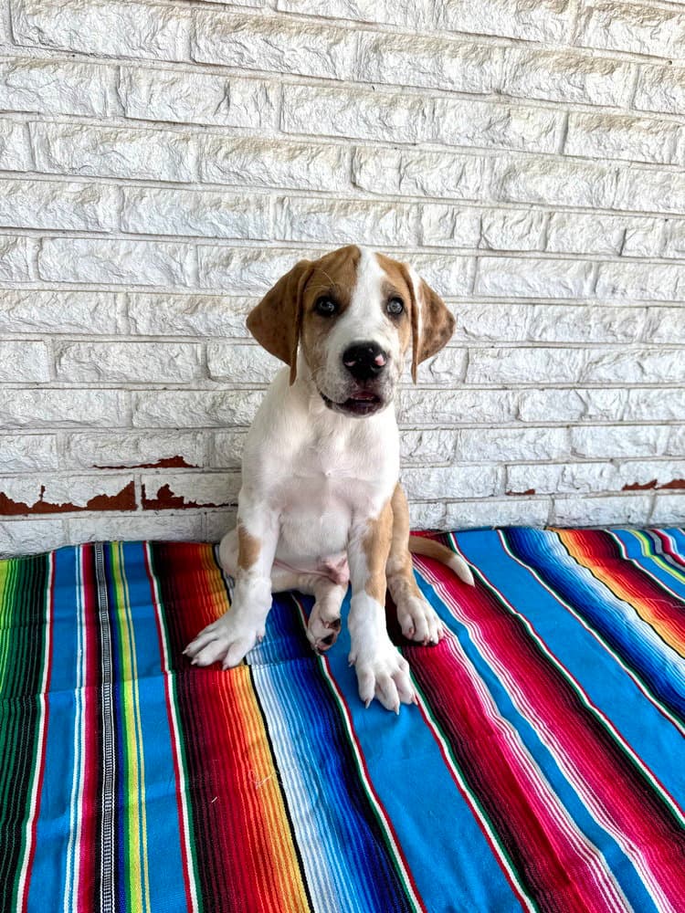 Burrito - Great Dane