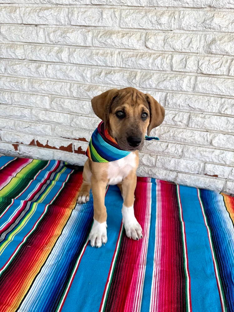 Valentina - Great Dane