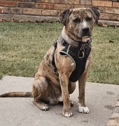 Guapo - Pit Bull Terrier
