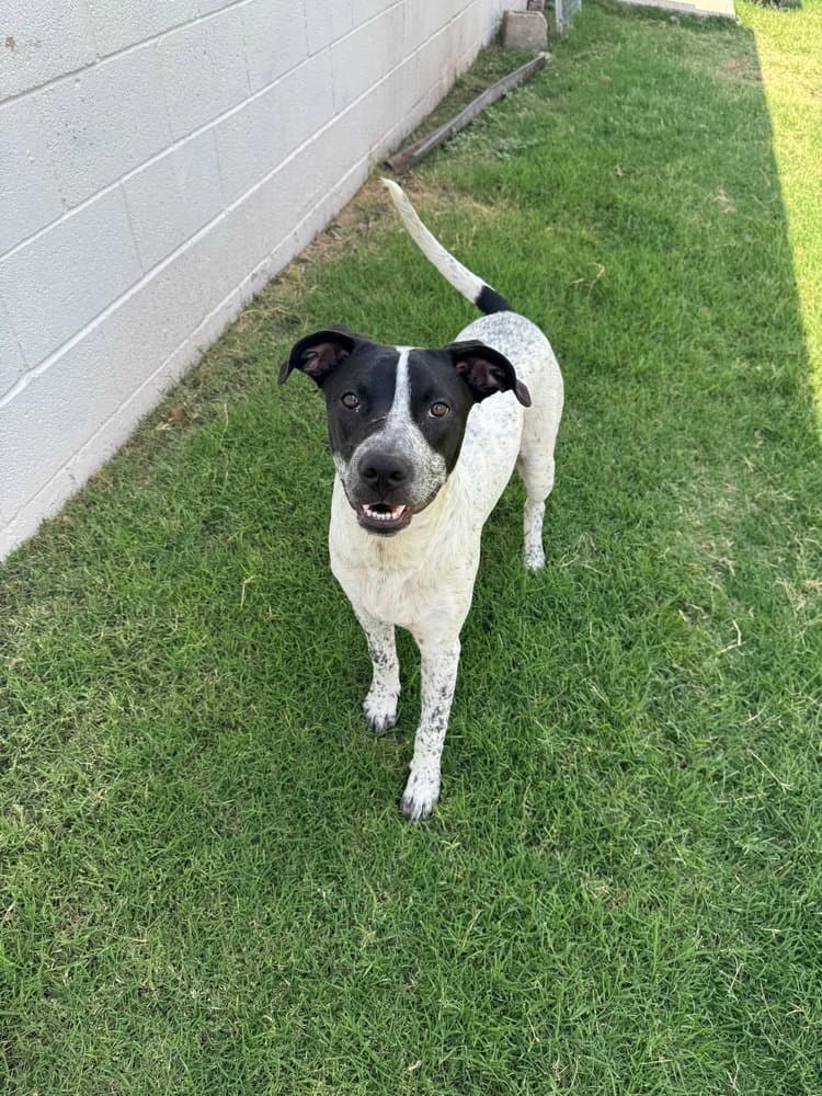 Tod - Cattle Dog