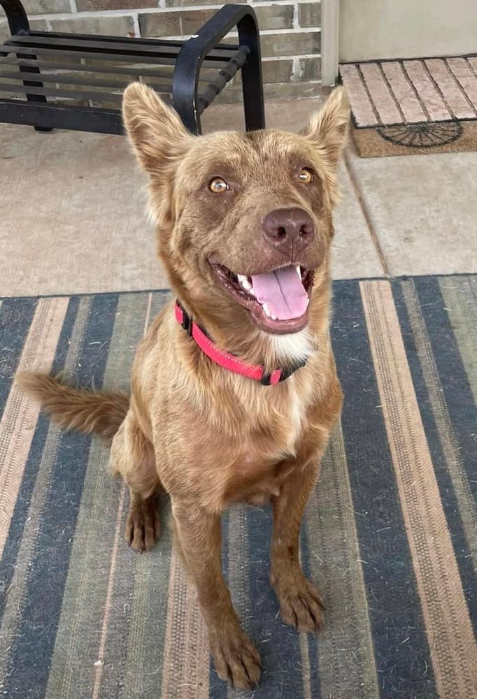 Honey - Shepherd
