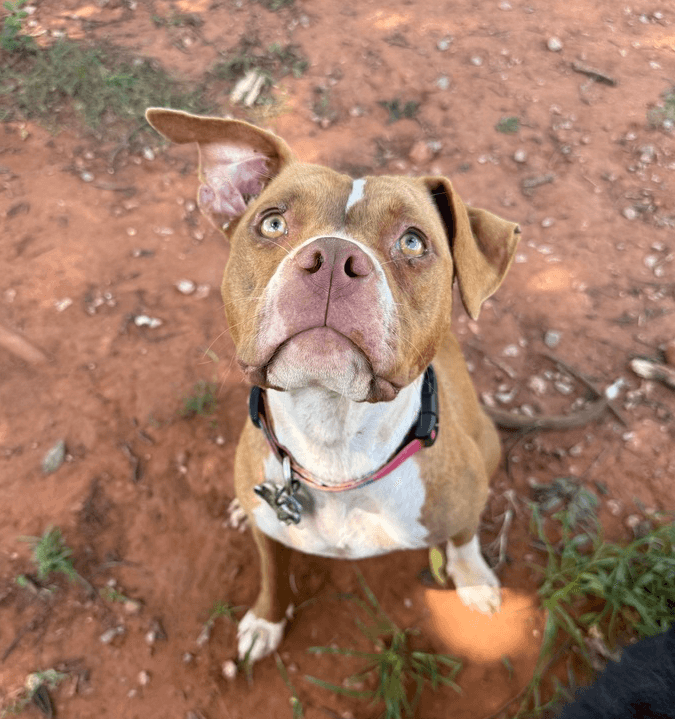Coco - Pit Bull Terrier