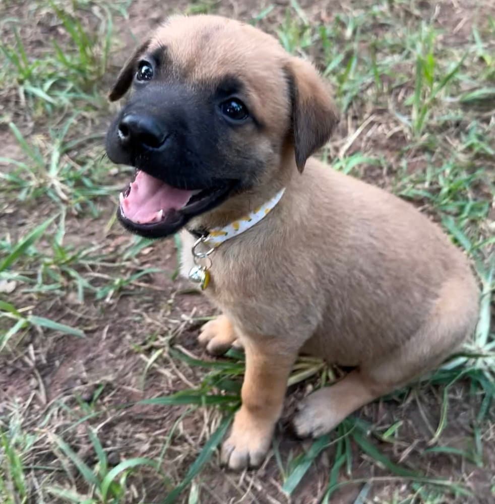 Mango - Golden Retriever