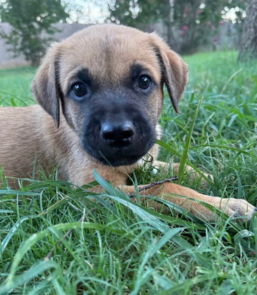 Mango - Golden Retriever