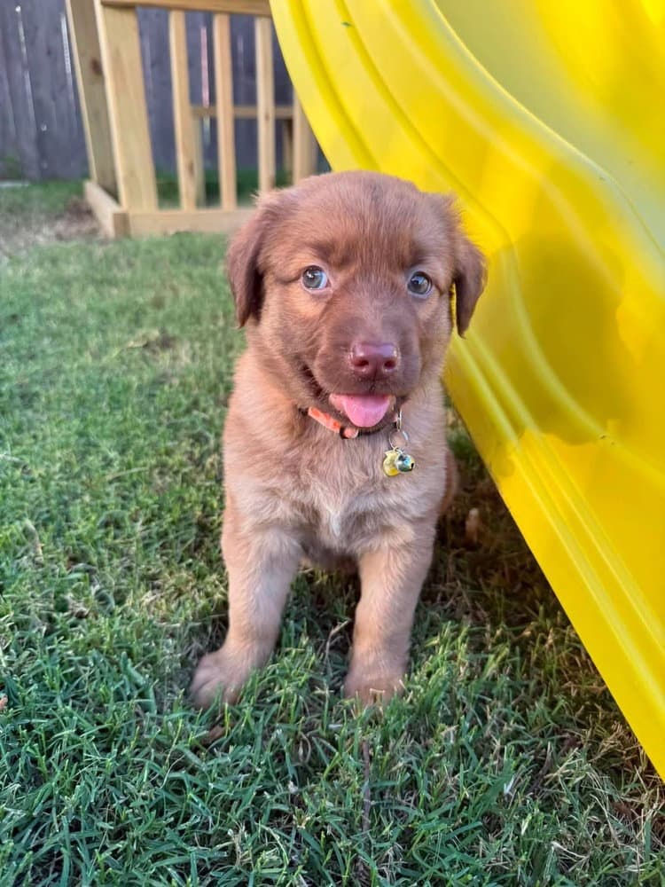 Clementine - Golden Retriever