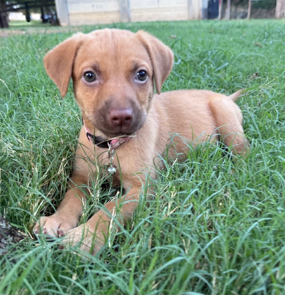 Peach - Golden Retriever