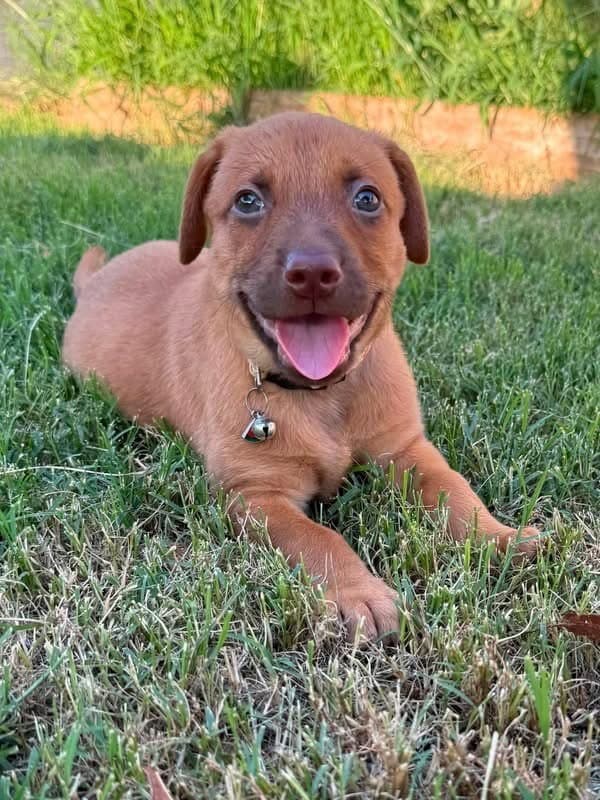 Melon - Golden Retriever