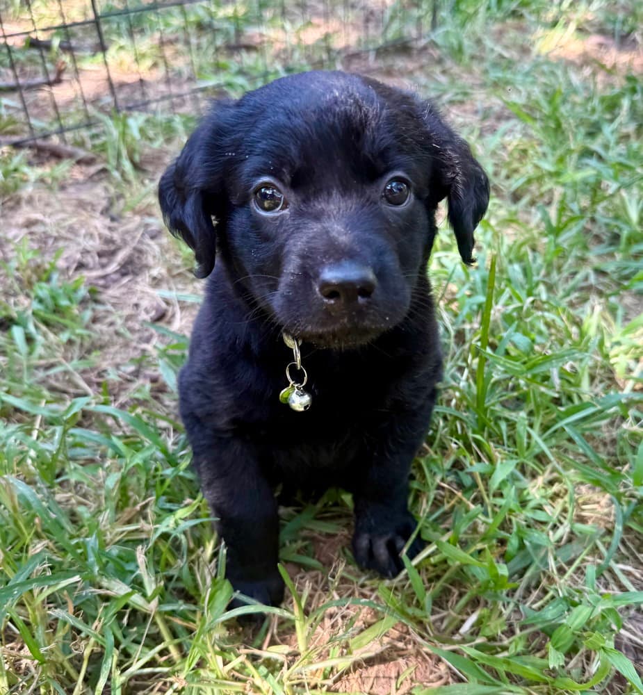 Kiwi - Golden Retriever