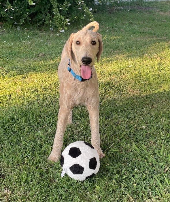 Charlie - Poodle (Standard)