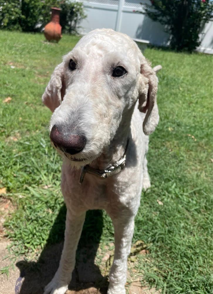 Winnie - Poodle (Standard)