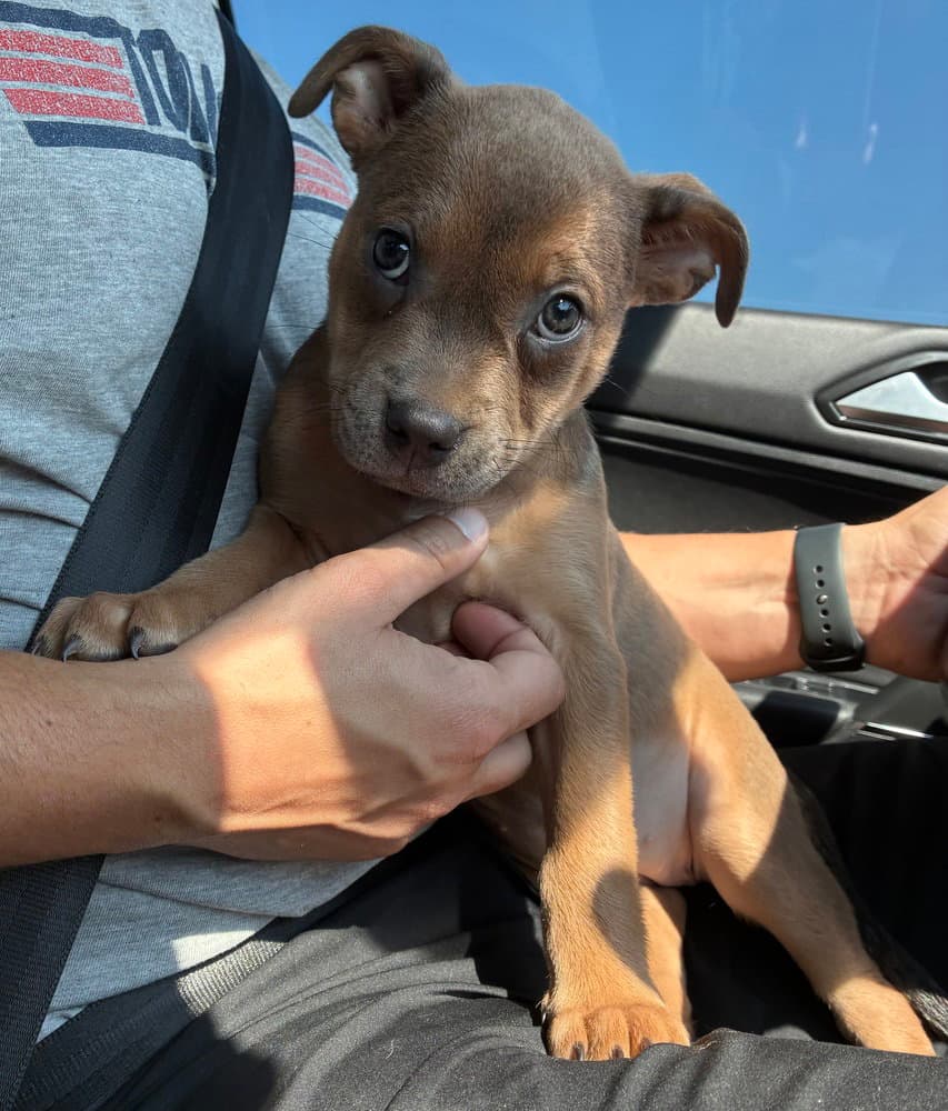 Daisy - Pit Bull Terrier