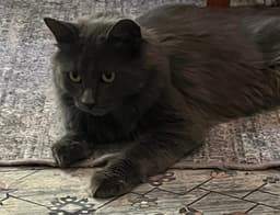 Kato image 1