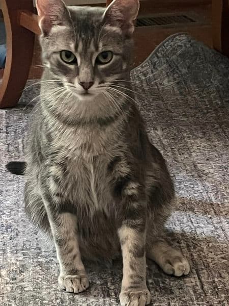 Keno - Domestic Short Hair