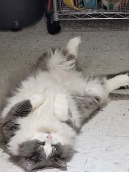 Pretty Kitty image 1