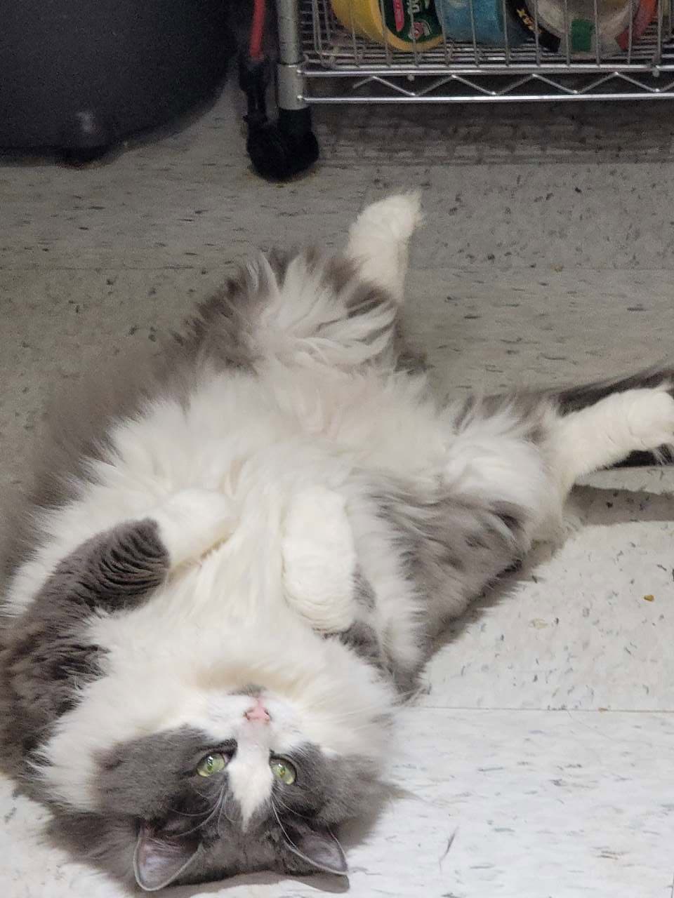 Pretty Kitty - Domestic Long Hair
