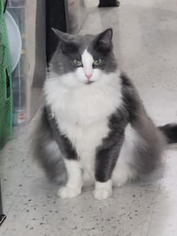 Pretty Kitty image 2