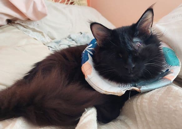 Boone - Domestic Medium Hair