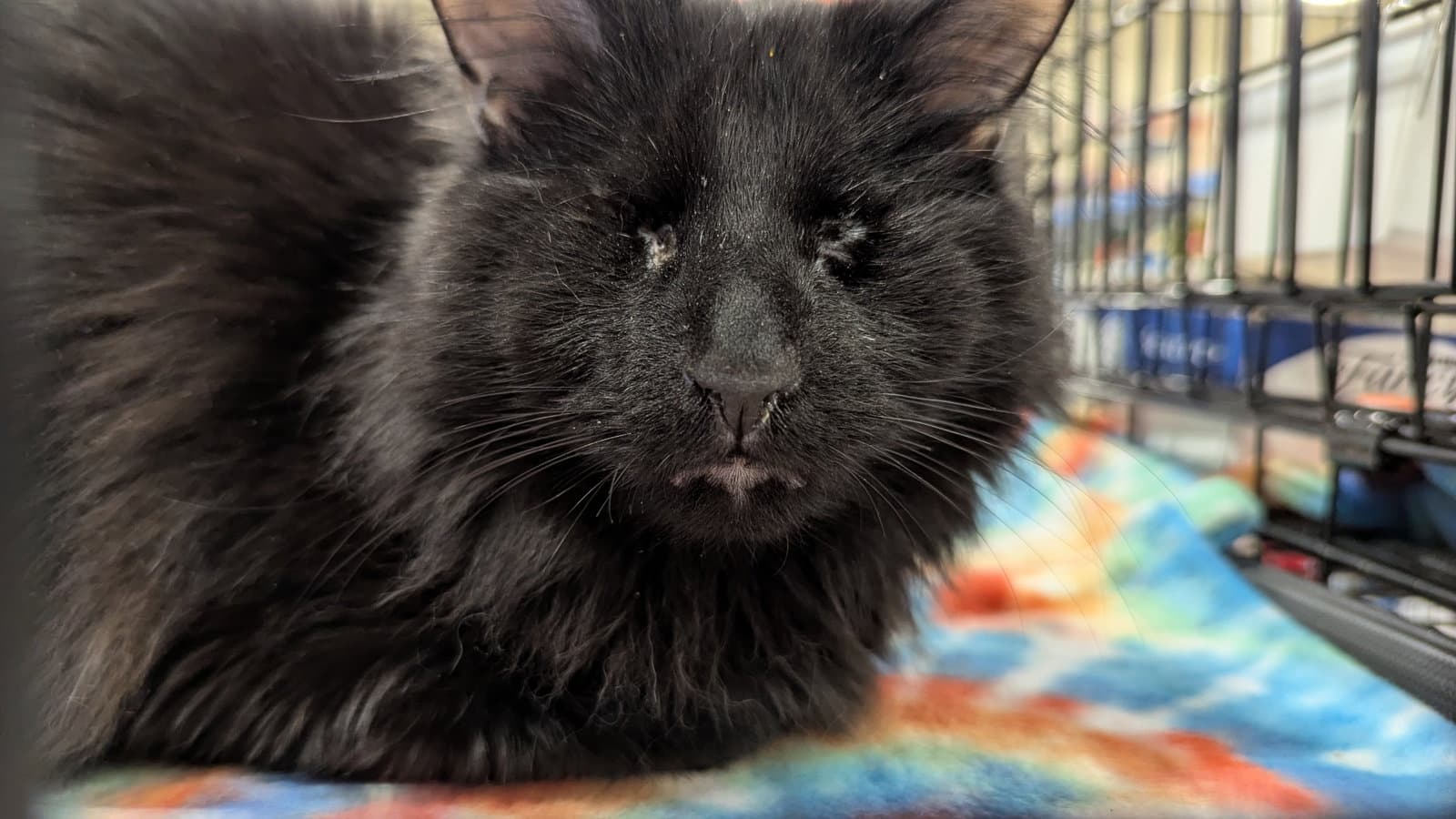 Bennett - Domestic Medium Hair