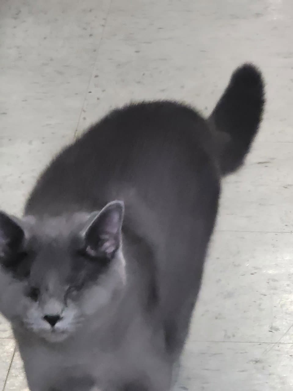 Tamara - Domestic Short Hair
