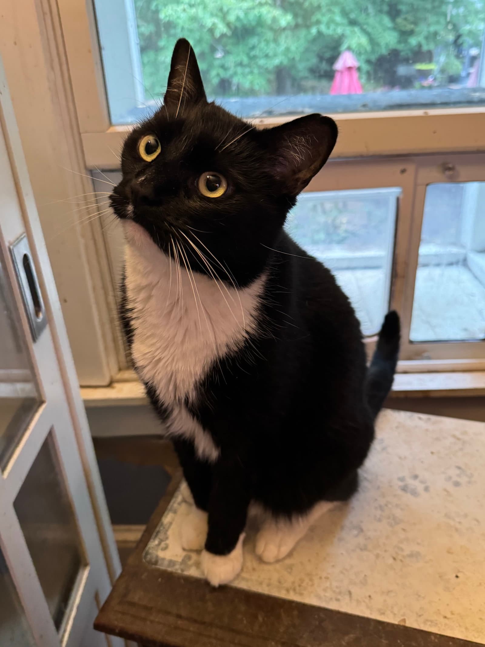 Webster - Tuxedo