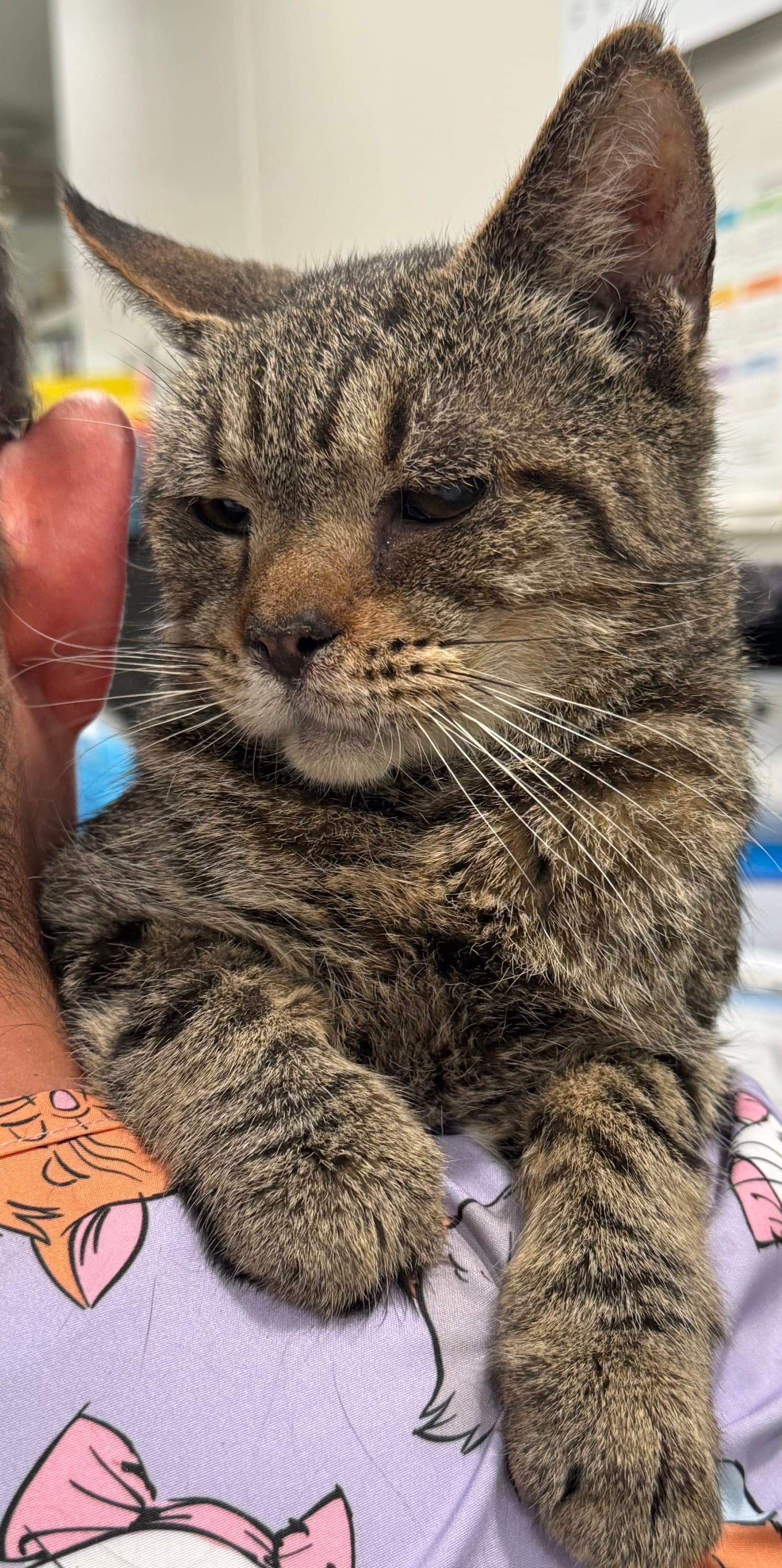 Joe - Domestic Short Hair