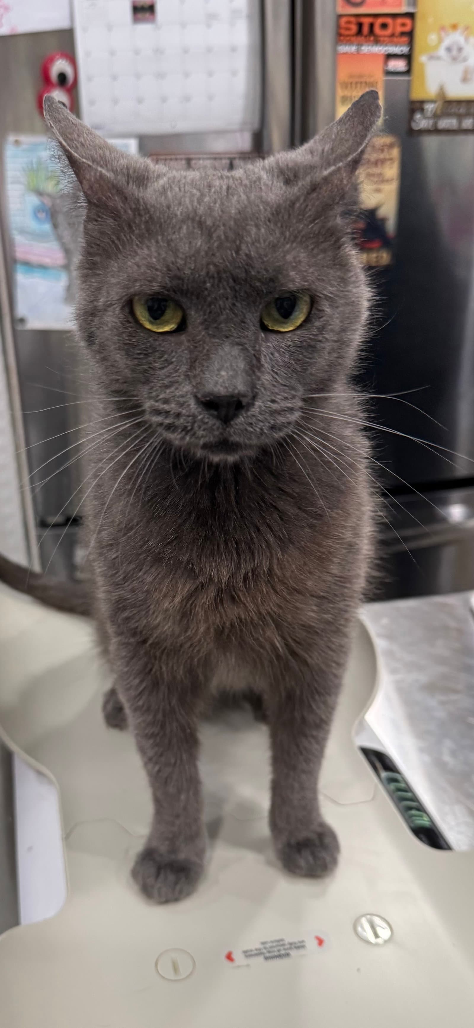 Skinner - Domestic Short Hair