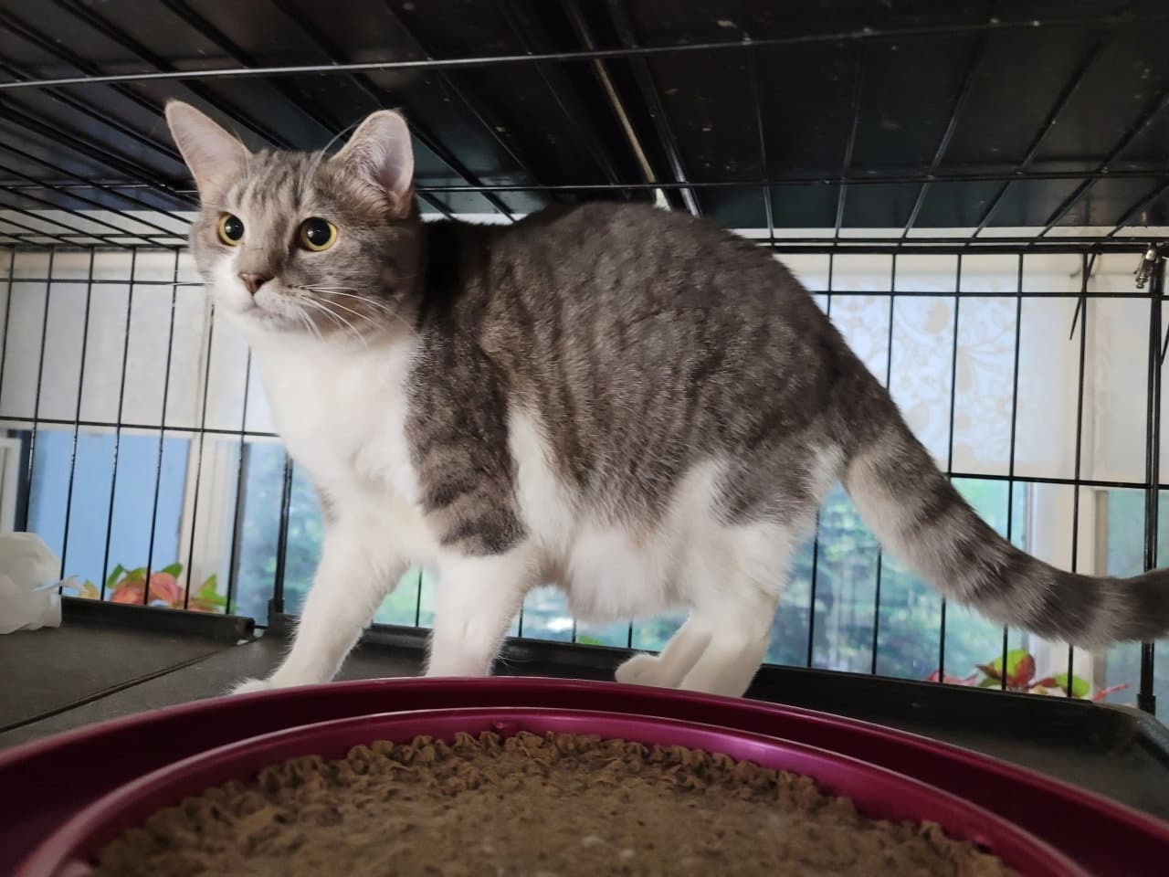 Gretta - Domestic Short Hair