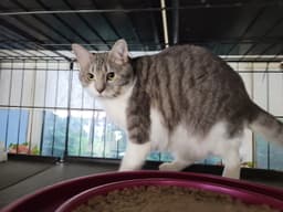 Gretta image 2