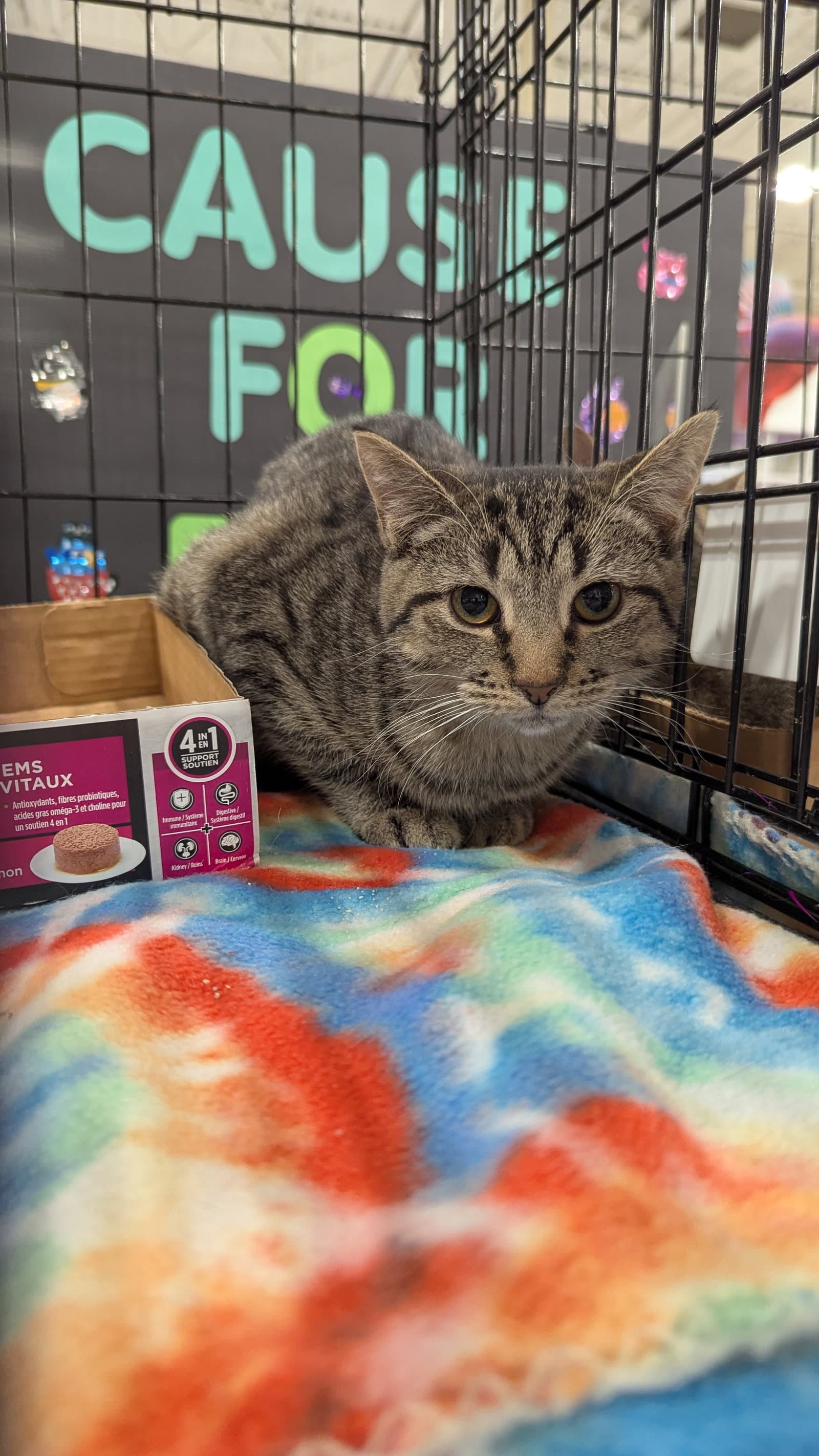 Pistachio - Domestic Short Hair