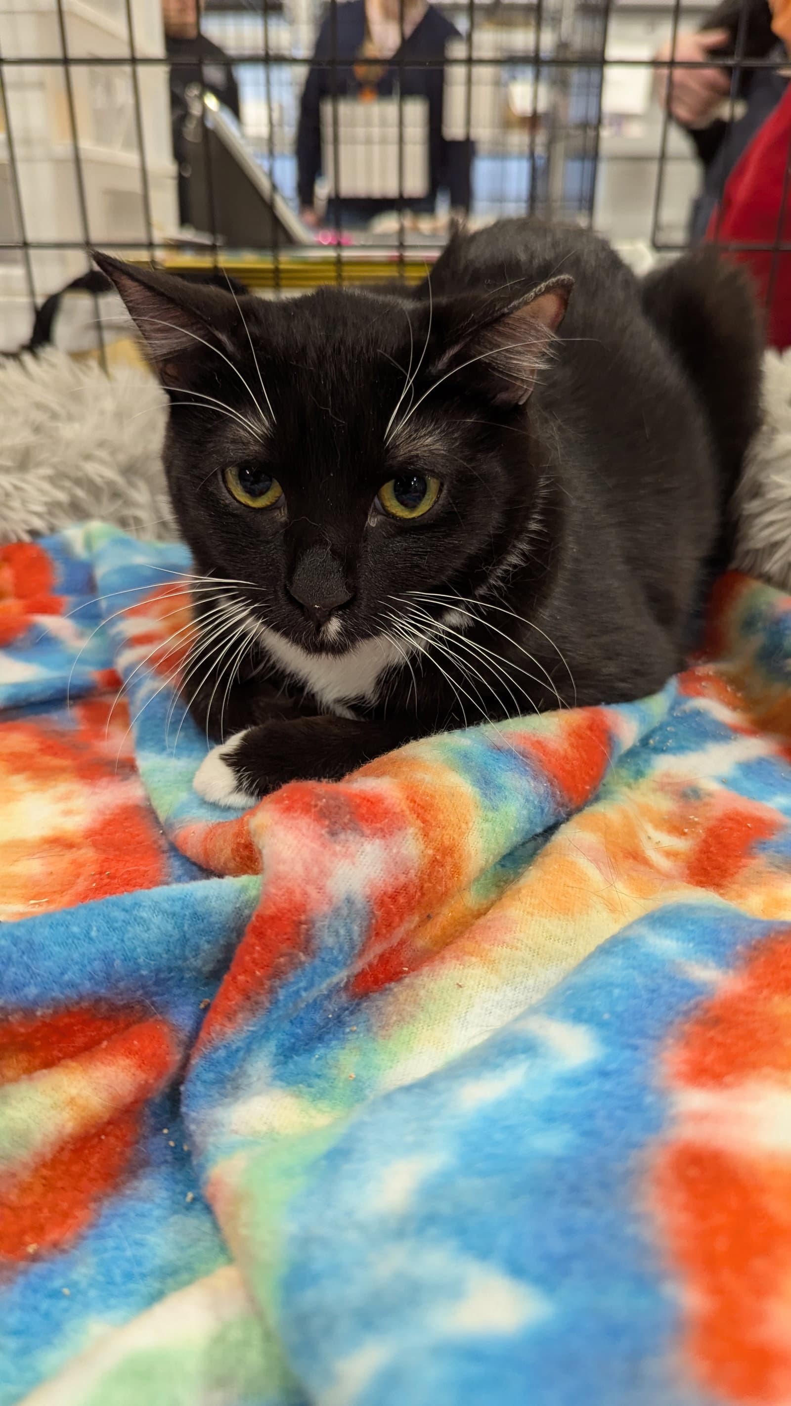 Tyra - Domestic Short Hair