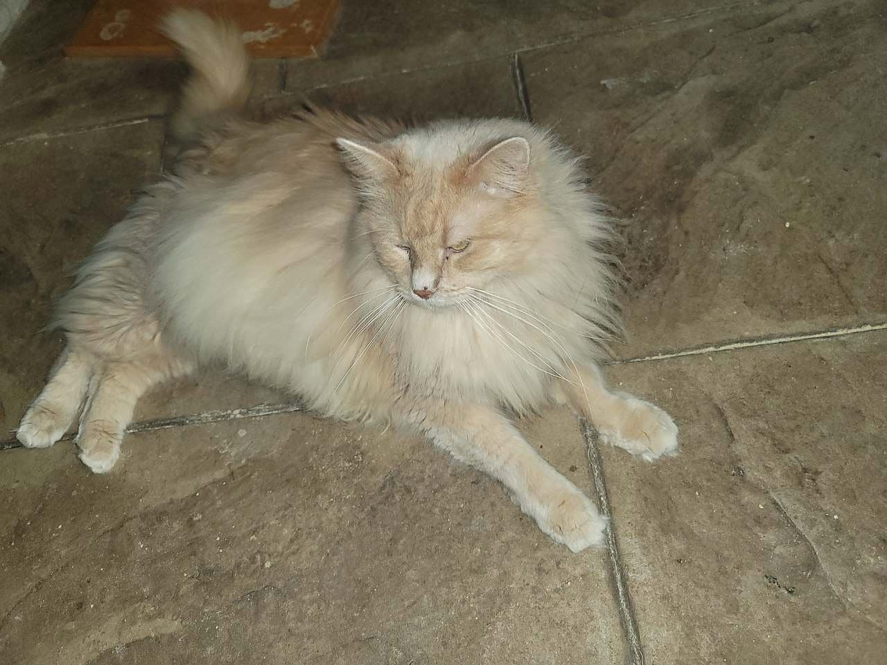 Dill - Domestic Long Hair